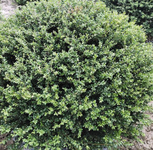大量供應(yīng) 龜甲冬青球 龜甲冬青苗 綠化工程常綠苗木專供 量大從優(yōu)