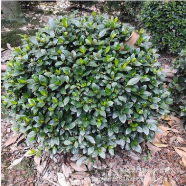 農(nóng)戶直銷 精品杜娟球 毛娟球 春鵑球 毛杜鵑 規(guī)格齊全 量大從優(yōu)