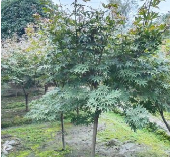 紅楓樹 基地直銷 紅楓樹苗 日本紅楓小苗 規(guī)格齊全 量大從優(yōu)