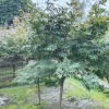 紅楓樹 基地直銷 紅楓樹苗 日本紅楓小苗 規(guī)格齊全 量大從優(yōu)