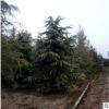 1-1.5-2-2.5-3-3.5-4-5-4.5-5-5.5-6-7-8米雪松樹苗價格基地精品