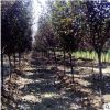 山東優質精品園林綠化工程樹苗移栽苗成活率高基地直銷美人梅價格