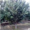 基地直銷櫻花苗南北方種植價格從優品種保障帶土球發貨櫻花苗