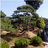 山東泰安造型松造型油松造型黑松造型景松泰山景松迎客松基地價(jià)格