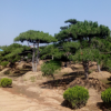 造型油松基地價(jià)格圖片批發(fā)種植綠化樹苗工程苗行情移栽苗成活率高