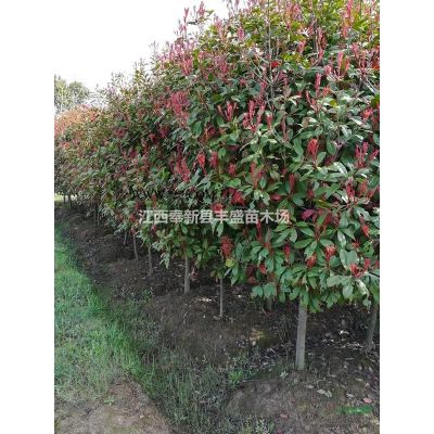 江西雪松價(jià)格、宜春奉新雪松價(jià)格、南昌雪松*新價(jià)格、雪松便宜
