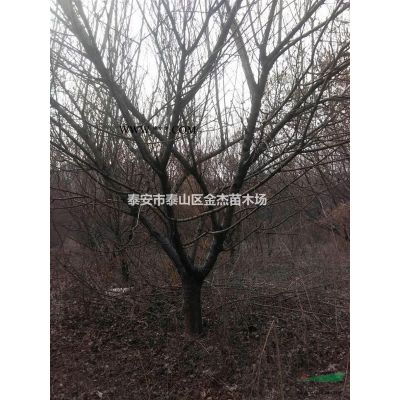 山東白皮松華山松云杉圣誕樹蜀檜圓柏塔柏地龍 龍柏雪松價格