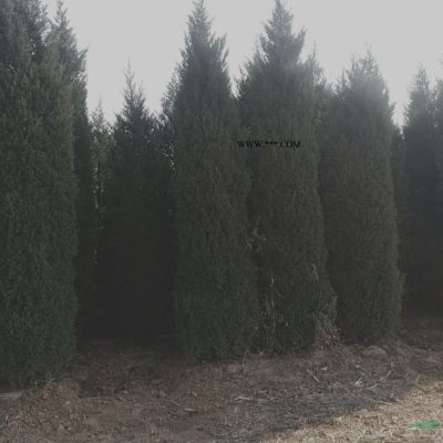這是本基地的雪松圖片今天剛剛從基地實拍的六米的雪松六米精品雪