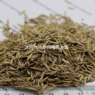 雪松種子價格,雪松種子哪里有賣的？
