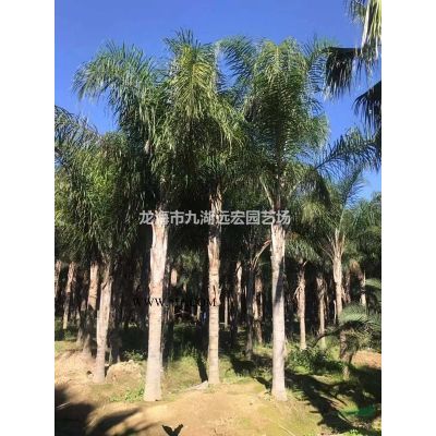 蒲葵批發(fā) 500畝蒲葵基地農(nóng)戶直銷