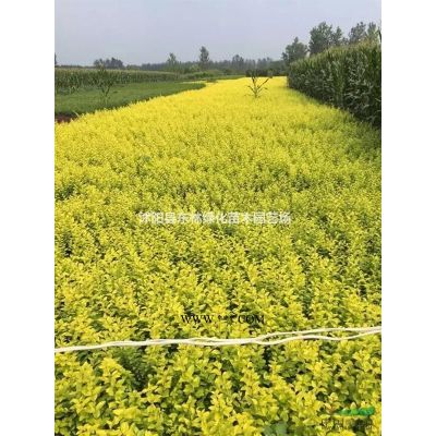 青皮竹價格、青皮竹圖片、青皮竹基地直銷