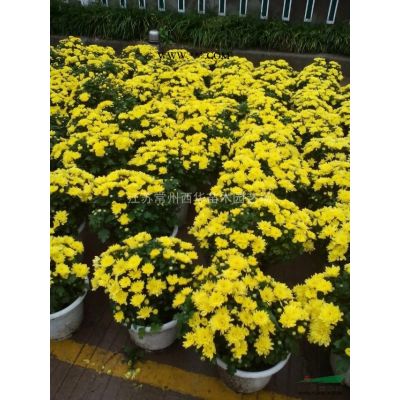 江蘇常州【宿根草花基地批發(fā)】百子蓮  紫葉千鳥花