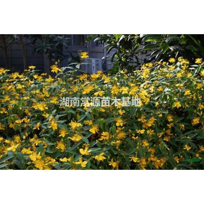 全冠廣玉蘭，移栽廣玉蘭，湖南廣玉蘭價格