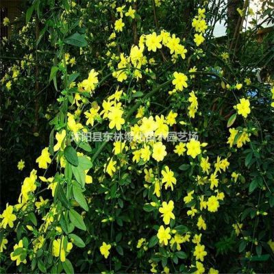 供應桂花、櫻花、柳樹、合歡、海棠，木槿、廣玉蘭、高桿女貞