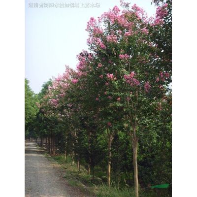 湖南瀏陽廣玉蘭，廣玉蘭供應