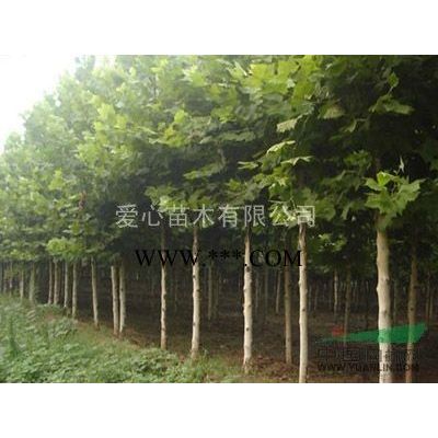 山東四零的秋樹便宜批發四零公分楸樹便宜批發，山東精品大秋樹批