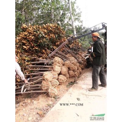 湯泉泉西廣玉蘭價格，廣玉蘭貨源充足質優價廉