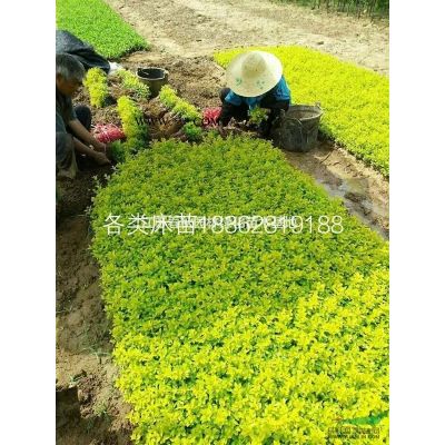1一18公分西府海棠基地/價格/圖片/產(chǎn)地/行情
