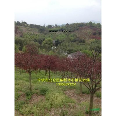 浙江廣玉蘭|寧波廣玉蘭*新價(jià)格|柴橋?qū)幉◤V玉蘭種植基地批發(fā)
