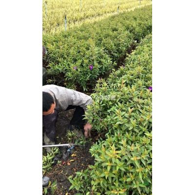 18到20公分廣玉蘭常年發往貴州六盤水，廣玉蘭基地
