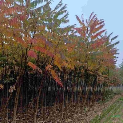 12公分金葉槐 金葉槐基地 保定金葉槐嫁接技術(shù)