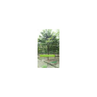 廣玉蘭8-20公分