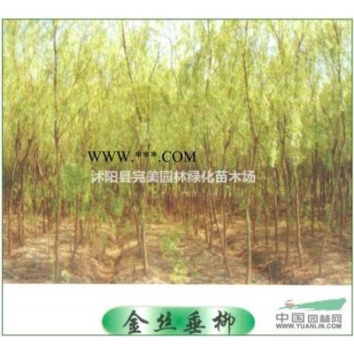 江蘇小葉黃楊價(jià)格12元每株