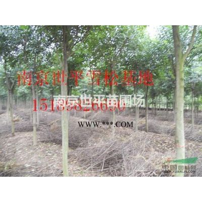 紅葉石楠樹10公分紅葉石楠12公分紅葉石楠土石楠 欏木石楠