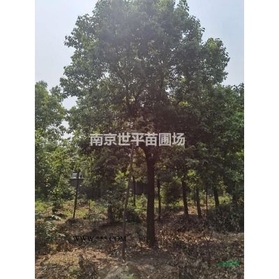 廣玉蘭 15廣玉蘭 18廣玉蘭 20廣玉蘭 25廣玉蘭價格