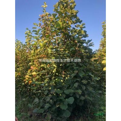 20公分流蘇，15公分流蘇，10公分流蘇，低分枝流蘇，叢生流蘇