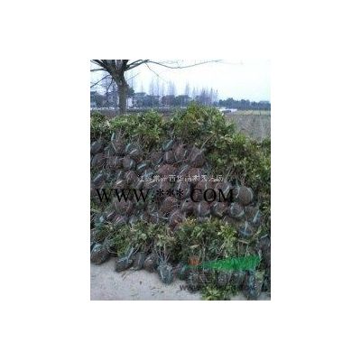 【廠區(qū)綠化苗基地直銷】廣玉蘭，紅花紫薇，紅葉石楠，金邊黃楊等