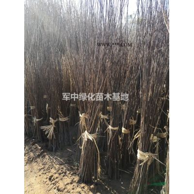 供應各種造型龍柏基地1一4米造型龍柏價格，造型龍柏圖片