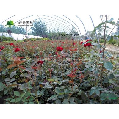 廣玉蘭價格_廣玉蘭圖片_廣玉蘭產地_廣玉蘭綠化苗木苗圃基地