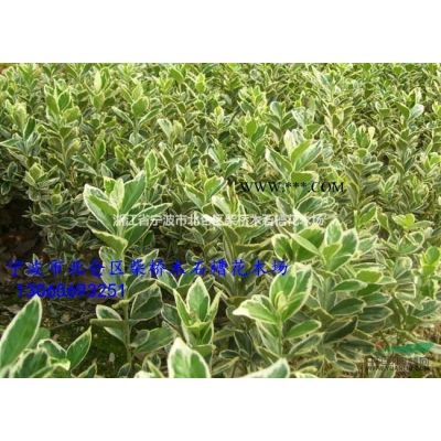 浙江寧波無刺構(gòu)骨樹H120-180厘米便宜|柴橋無刺構(gòu)骨樹