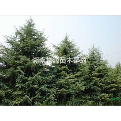 精品造型羅漢松，湖南羅漢松樹，湖南造型羅漢松價格