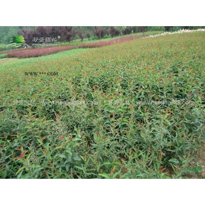 大龍柏價格_大龍柏圖片_大龍柏產地_大龍柏綠化苗木苗圃基地