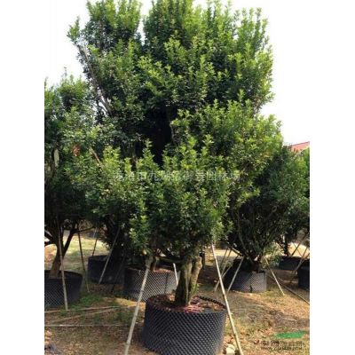 福建華盛頓棕櫚基地圖片