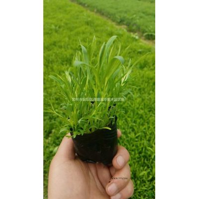 江蘇常州【造型小葉女貞基地供應(yīng)】造型龍柏，修剪蘑菇型