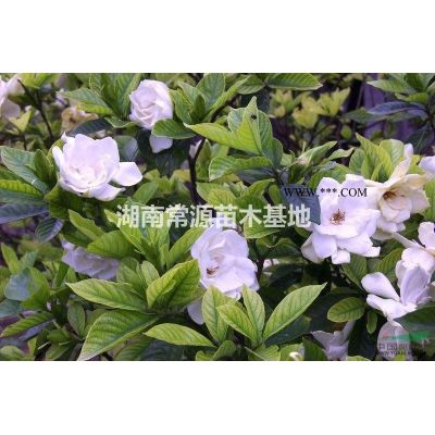 法國冬青，夾竹桃，八角金盤，紅葉李，鐵樹，棕櫚，樂昌含笑