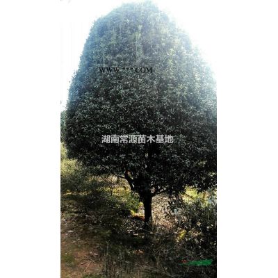 龍柏小苗，龍柏球，龍柏樹，小龍柏，湖南龍柏價格