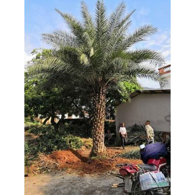 福建華棕(華盛頓棕櫚) 千畝華棕(華盛頓棕)基地農(nóng)戶直接報(bào)價(jià)