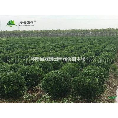 白蠟價格_白蠟圖片_白蠟產地_白蠟綠化苗木苗圃基地