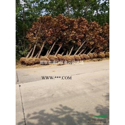 中華石楠直銷(xiāo)，2米至3米冠幅中華石楠產(chǎn)地報(bào)價(jià)信息