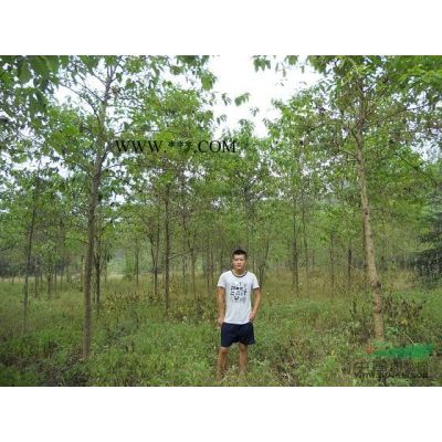 龍柏價格 1米龍柏價格 2米龍柏價格 3米龍柏價格