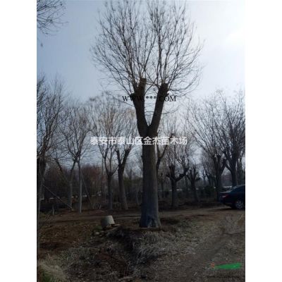 供應(yīng)龍柏，龍柏柱，龍柏球，多頭龍柏，云杉，蜀檜，塔柏，圓柏
