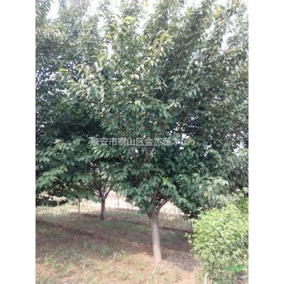 供應(yīng)3-100公分樸樹，櫸樹，榔榆，桂花，紅葉石楠，大葉黃楊