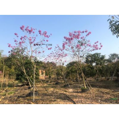 福建造型羅漢松樁景價格 羅漢松樹樁基地 羅漢松樁頭批發
