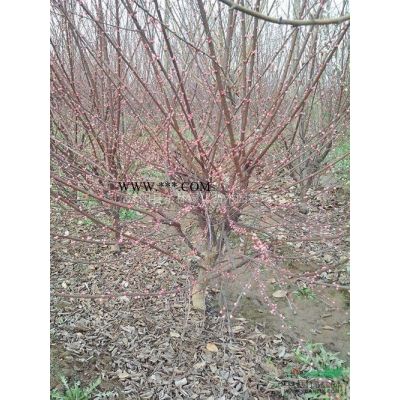 大小葉黃楊球小葉女貞球、紅葉石楠球 海桐球.火棘球.紅葉小檗