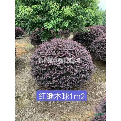 浙江蕭山亮綠忍冬杯苗供應