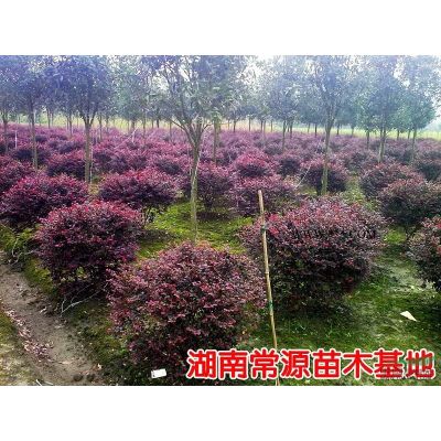 紅葉石楠小苗，紅葉石楠球，高桿紅葉石楠，湖南紅葉石楠價格